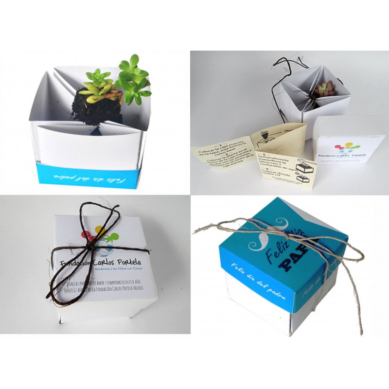 Suculenta en mini cajita de regalo matera