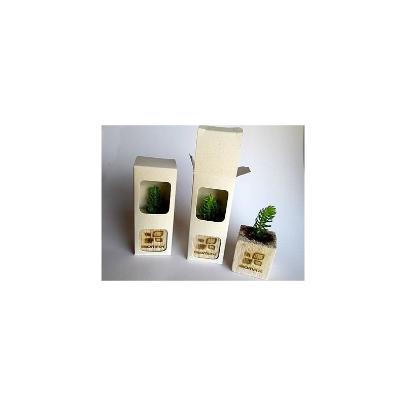 Suculenta en mini matera de madera con caja
