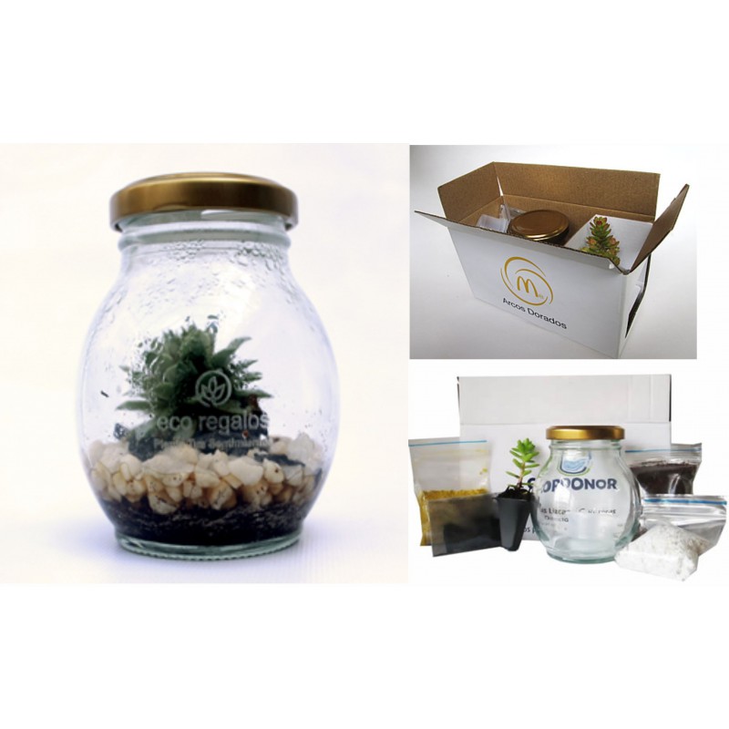 Suculenta en kit para armar un plantario