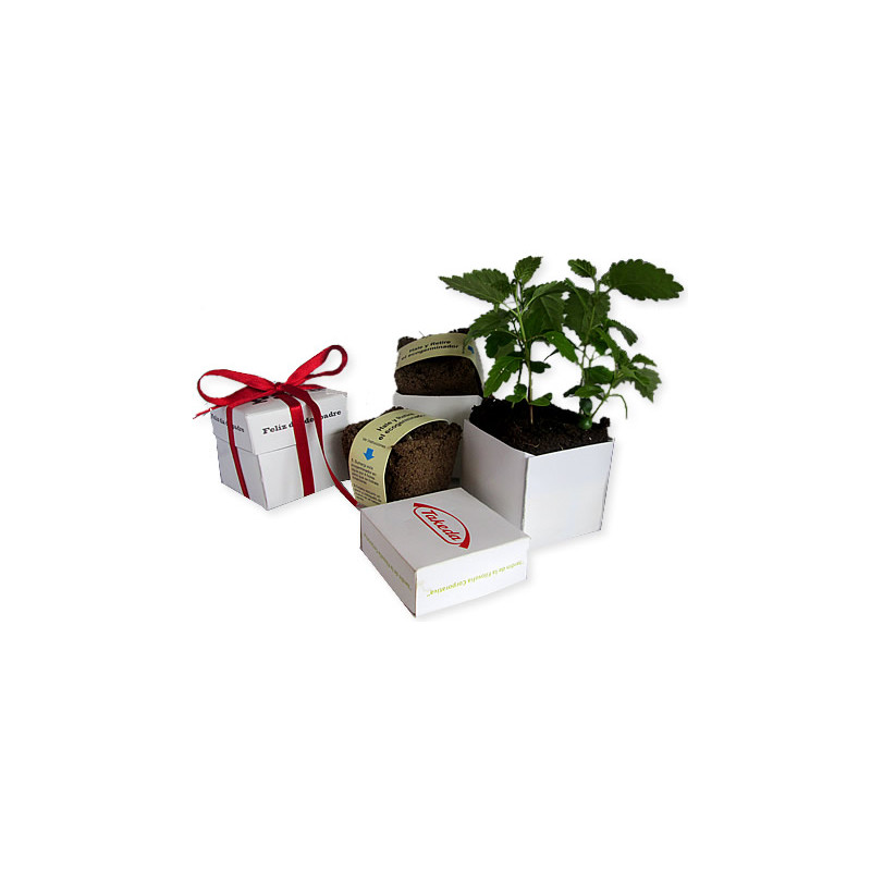 kit de siembra bonsái