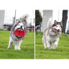 Frisby para Mascotas Hachiko